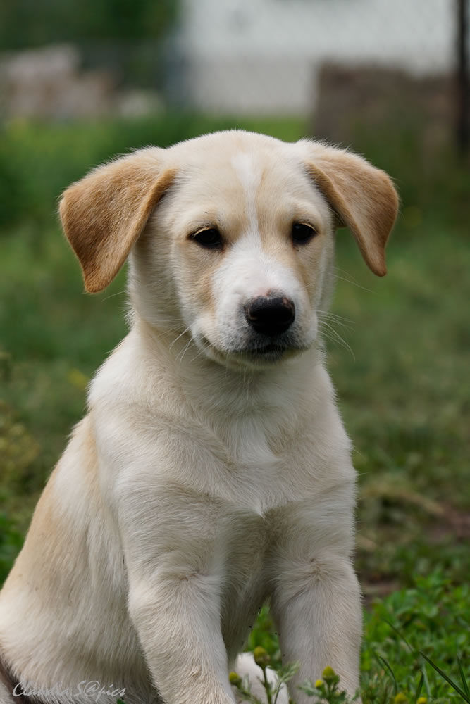 Hundeblick Dessau – Anne Kunze - Welpen